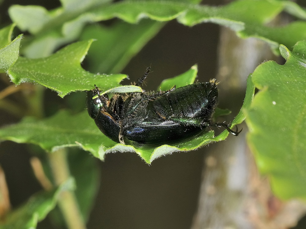 Mimela aurata , Rutelidae